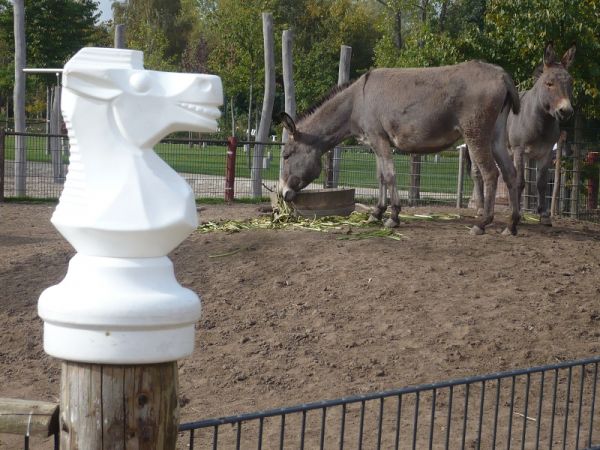 Bürgerpark4-Springer mit Esel